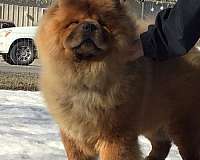 black-red-male-chow
