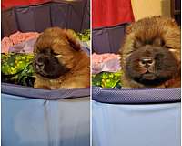 male-chow