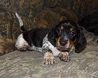 male-parti-colored-smooth-coated-dachshund