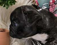 blue-short-haired-french-bulldog