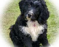 mixed-black-cream-curly-haired-bernedoodle