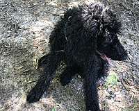 female-black-hypoallergenic-poodle-standard-poodle