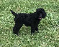 black-standard-poodle