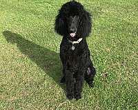 black-hypoallergenic-standard-poodle