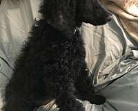 male-black-hypoallergenic-standard-poodle
