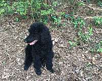 black-standard-poodle