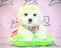 maltese-puppies-for-sale-in-elko-nv-puppy