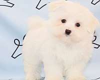 maltese-puppies-for-sale-in-sparks-nv-puppy