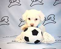 maltese-puppy-for-sale-minnes