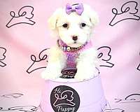 maltese-teacup-las-vegas-puppy