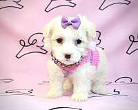 maltese-teacup-puppies-for-sale-in-nevada-puppy