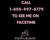 maltese-breeders-in-north-las-vegas-area-puppy