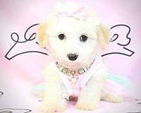 maltipoo-for-sale-in-nv-puppy