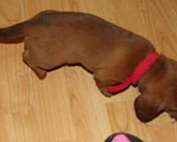 dachshund-dog-for-sale