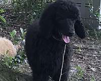 chocolate-red-male-poodle-standard-poodle