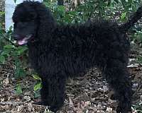 chocolate-red-standard-large-dog