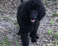 chocolate-red-standard-large-poodle-standard-poodle