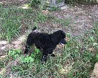 standard-large-chocolate-red-poodle-standard-poodle