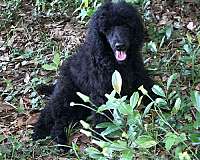 standard-large-poodle-standard-poodle