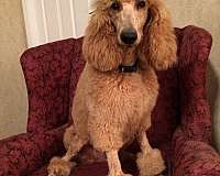 large-poodle-standard-poodle