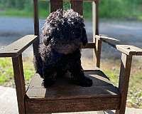 black-tan-curly-haired-cockapoo