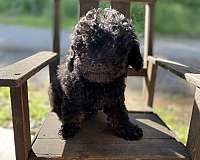 black-tan-male-cockapoo