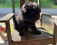 male-black-tan-curly-haired-cockapoo