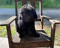 small-black-tan-cockapoo