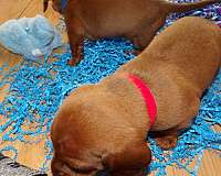 red-short-haired-dachshund