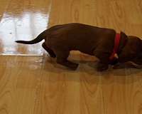 male-red-short-haired-dachshund