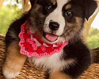 mixed-mini-australian-shepherd-dog