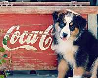 mixed-mini-australian-shepherd