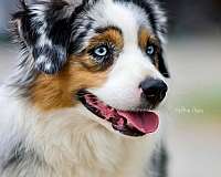 mini-australian-shepherd-dog-for-sale