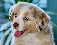 mini-australian-shepherd-dog