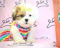 cute-lhasa-apso-puppies-for-sale-in-carson-city-nv-puppy