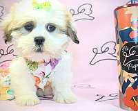 lhasa-apso-puppies-in-summerlin-las-vegas-puppy