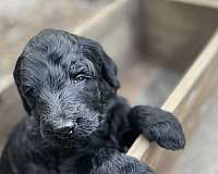 goldendoodle-puppy-for-sale