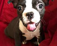 female-black-cream-short-haired-boston-terrier