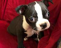 small-black-cream-boston-terrier