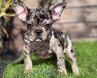 french-bullpuppy-puppies-for-sale-near-me-puppy