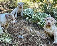 standard-blue-pit-bull-terrier