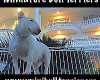 bull-terrier-miniature-terrier-dog-for-sale