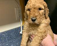 mixed-goldendoodle