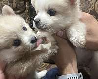 mixed-biscuit-white-double-coated-pomeranian