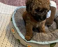 female-biscuit-white-hypoallergenic-toy-poodle