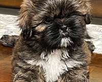 brindle-hypoallergenic-puppy