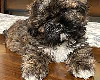 hypoallergenic-shih-tzu