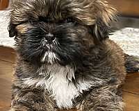 brindle-shih-tzu