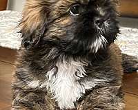 brindle-hypoallergenic-shih-tzu