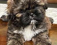 male-brindle-hypoallergenic-shih-tzu